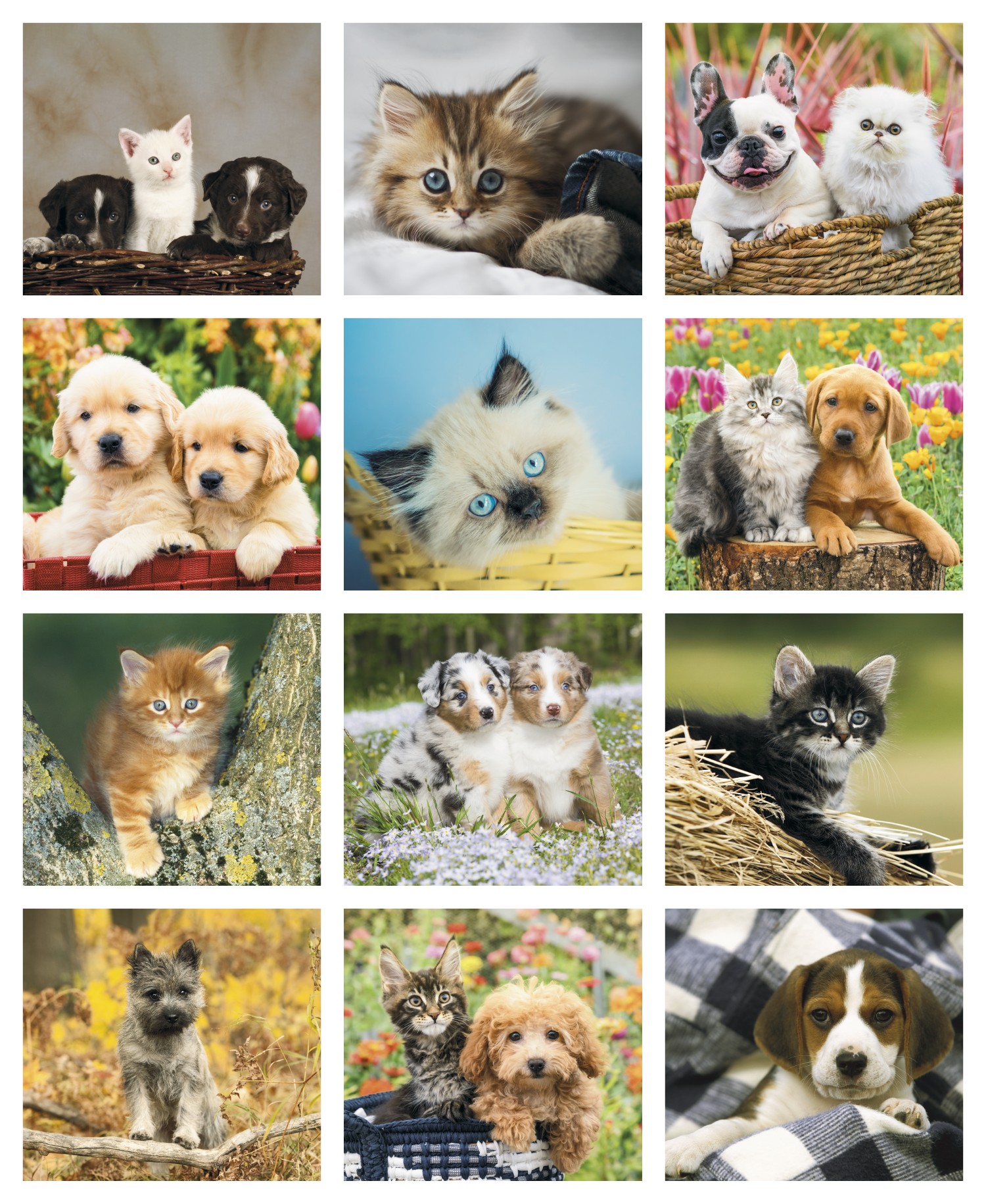 Good Value™ Puppies & Kittens - Mini Calendar 2