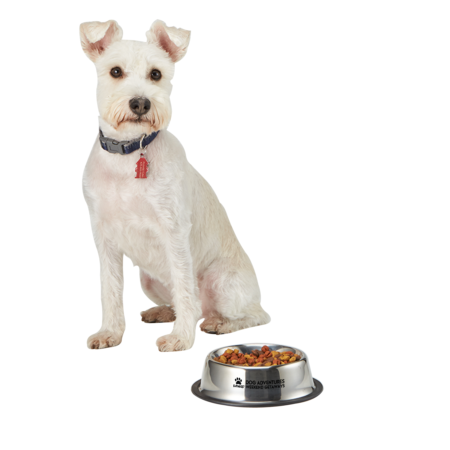 Medium Stainless Steel Pet Bowl 1