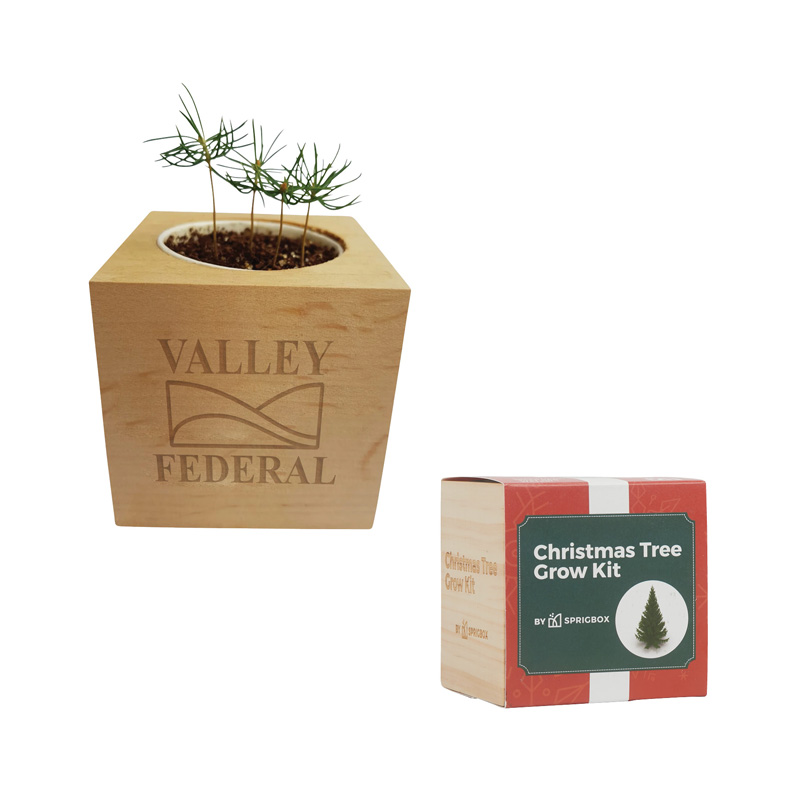 Sprigbox Christmas Tree Grow Kit 1 Sprigbox Christmas Tree Grow Kit 1
