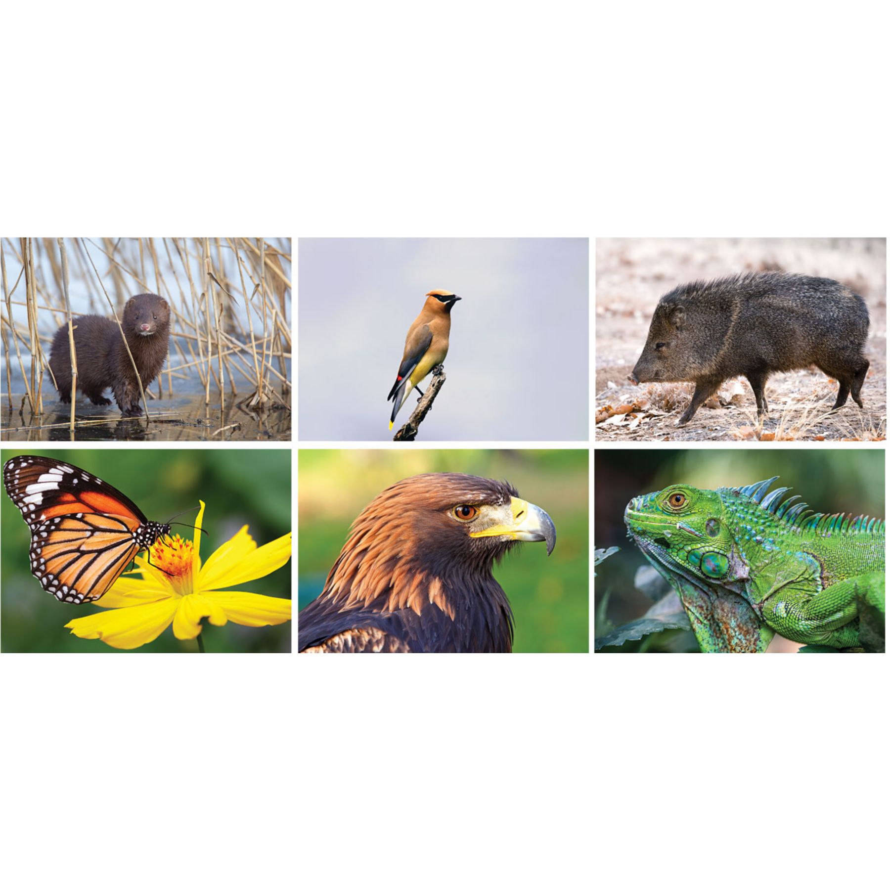 Full Color North America Wildlife Spiral Calendar 1