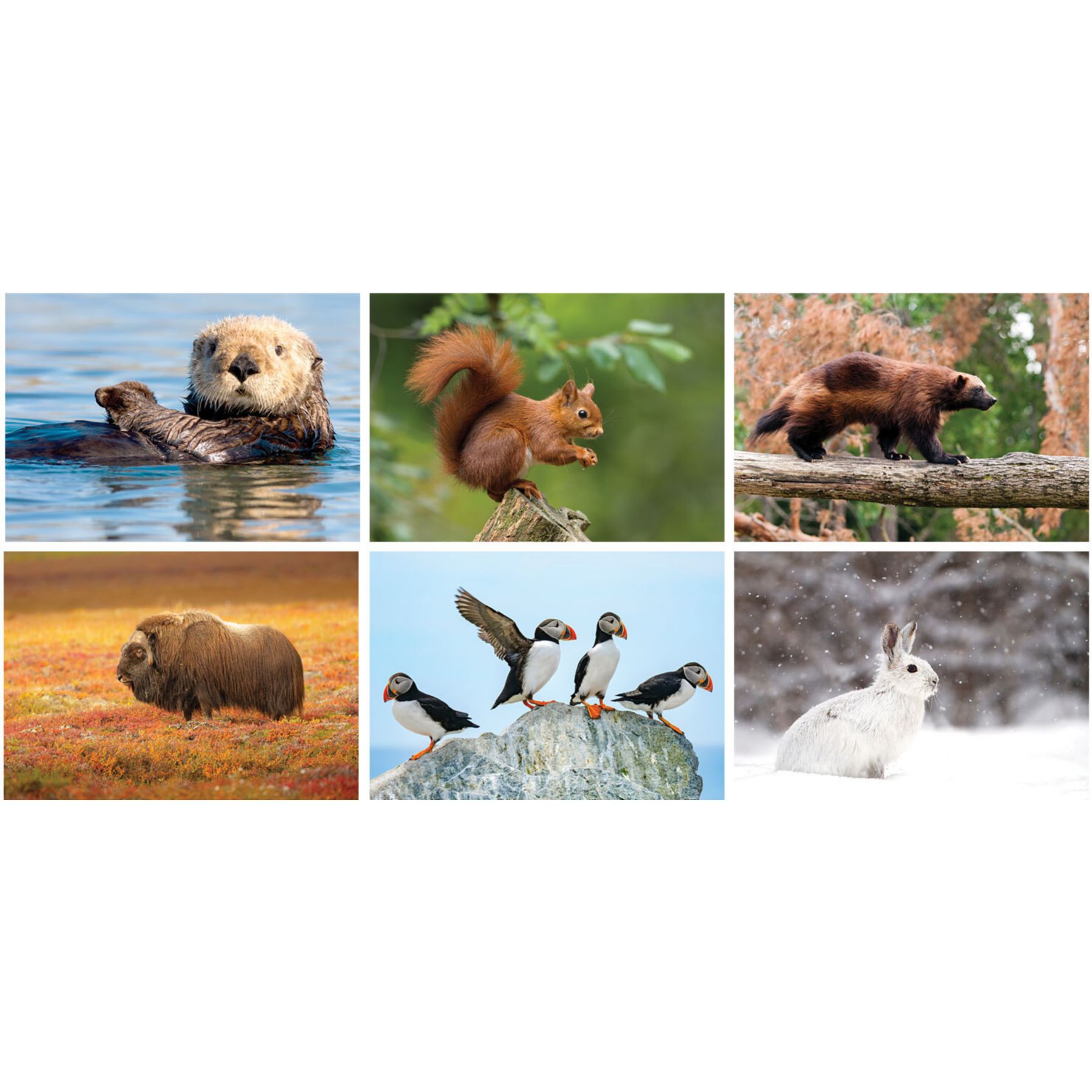 Wildlife Wall Calendar Spiral 1