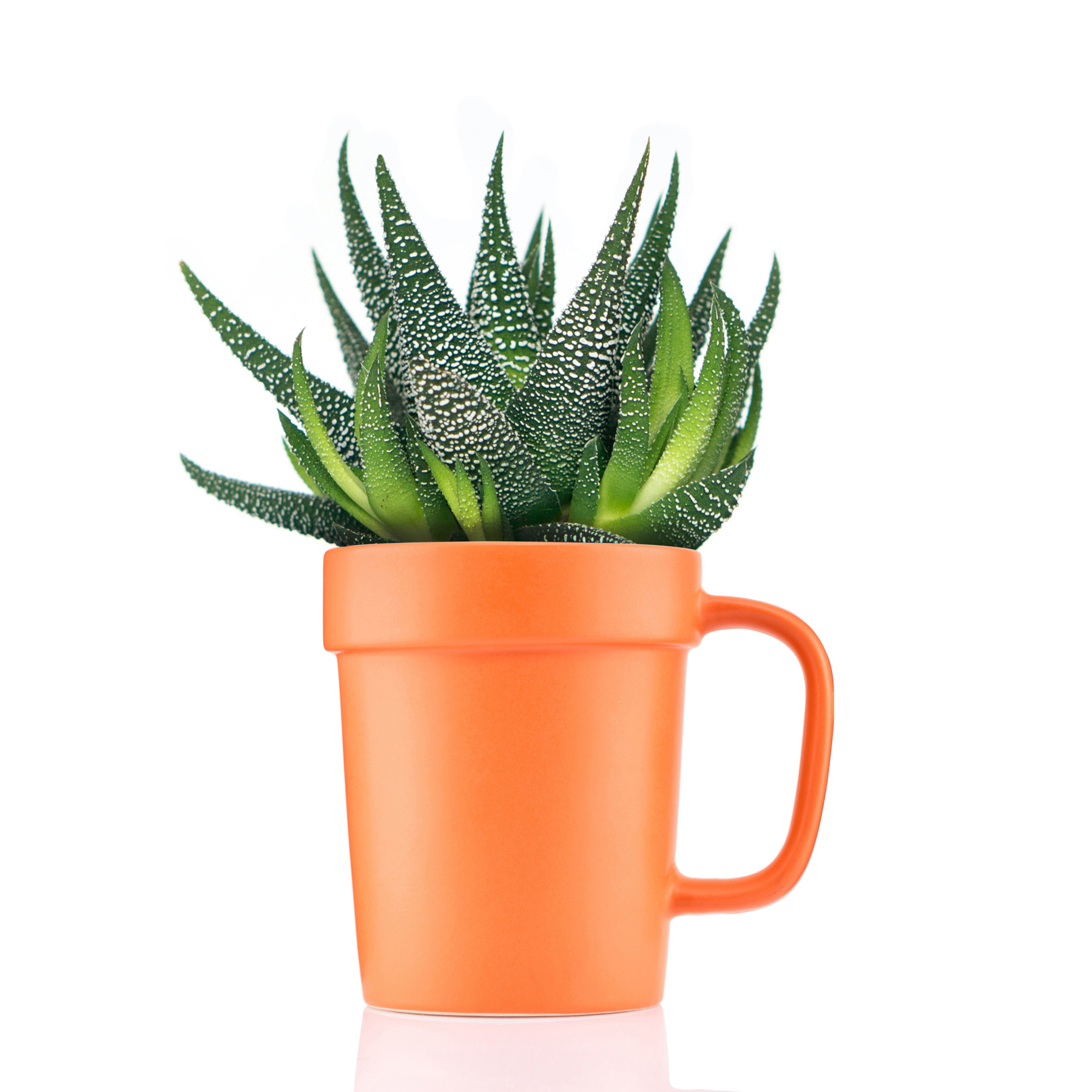 16 oz Planter Mug 1