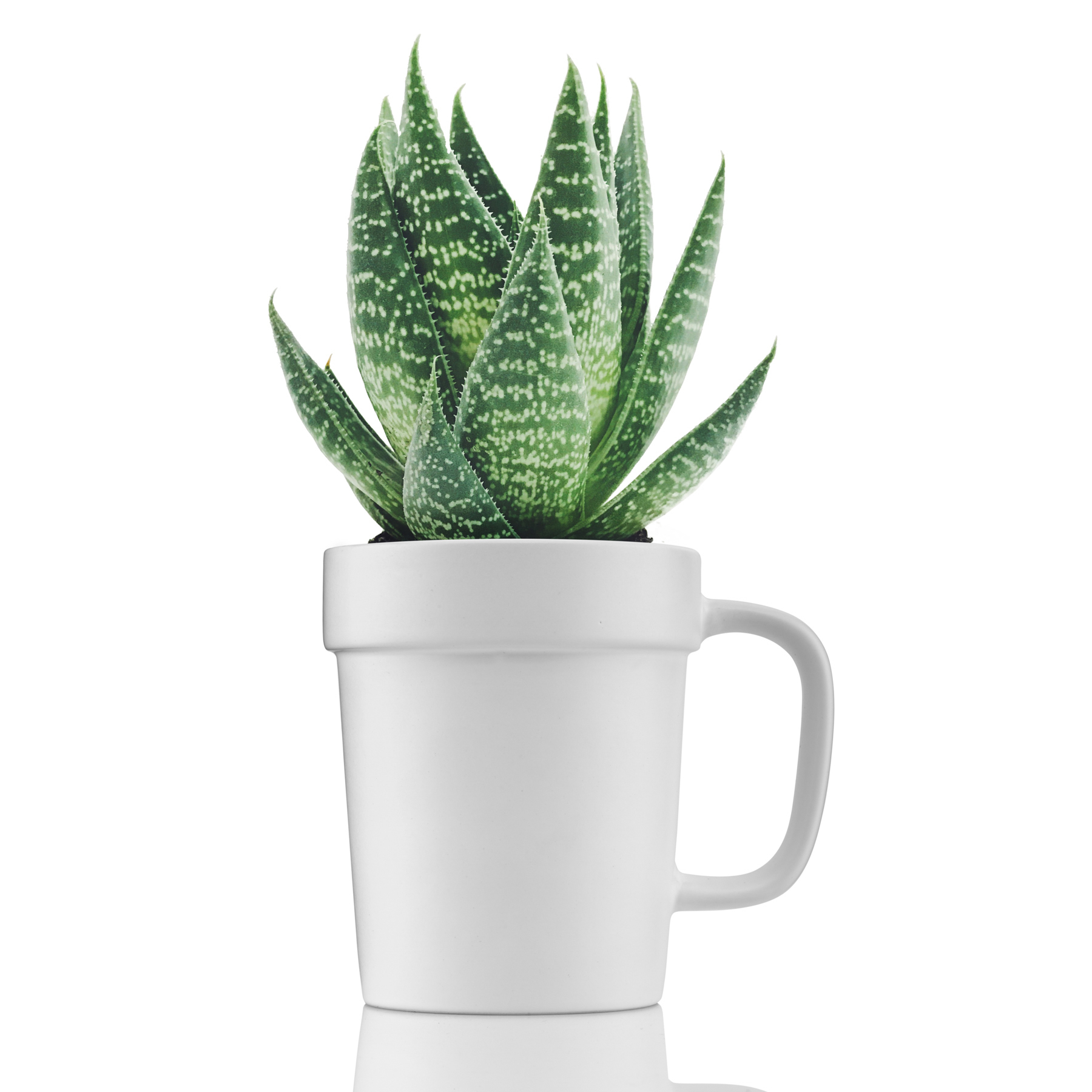 16 oz Planter Mug 1