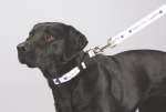 Full Color 1%27%27 Wide Premium Pet Leash 1 Full Color 1%27%27 Wide Premium Pet Leash 1