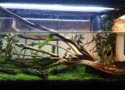 Putting Shrimp In An Uncycled Tank Putting Shrimp In An Uncycled Tank