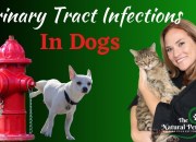 How To Treat Urinary Tract Infection In Dogs How To Treat Urinary Tract Infection In Dogs