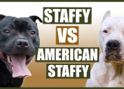 American Vs English Staffordshire Terrier American Vs English Staffordshire Terrier