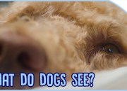 Shows Dogs Can See Shows Dogs Can See
