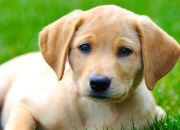 Tv Channels For Dogs Tv Channels For Dogs