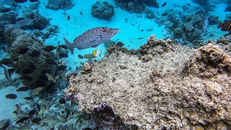 Lagoonarium de Moorea Lagoonarium de Moorea