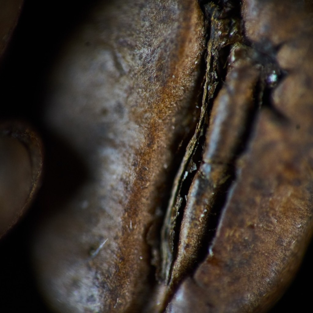 Whispers of a Coffee Bean Whispers of a Coffee Bean