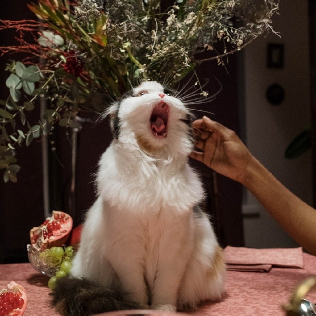 The Purrfect Dinner Guest The Purrfect Dinner Guest