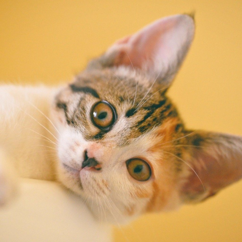 Curiosity Peek Curiosity Peek