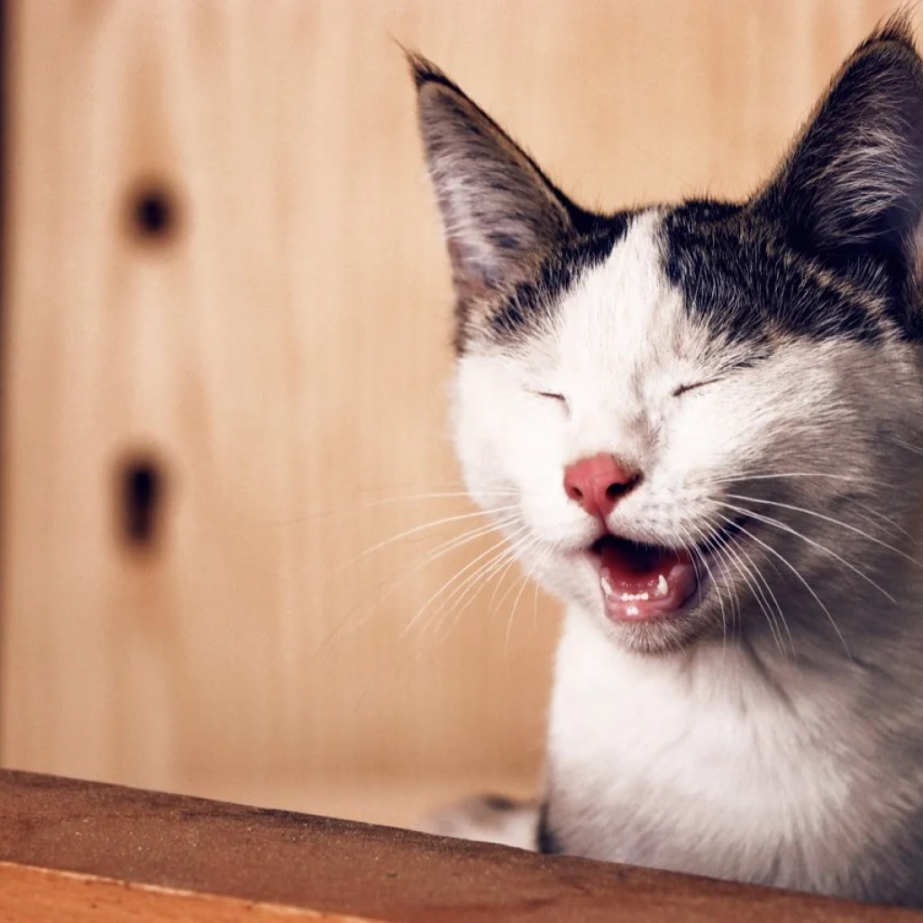 A Purr-fect Moment of Joy A Purr-fect Moment of Joy