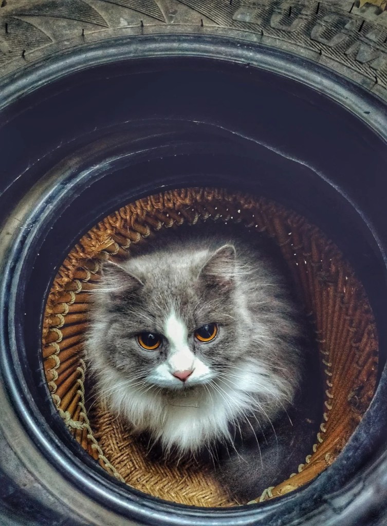 The Curious Cat’s Cozy Nook The Curious Cat’s Cozy Nook