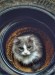 The Curious Cat’s Cozy Nook The Curious Cat’s Cozy Nook