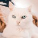 The Regal Cat with Sapphire Eyes The Regal Cat with Sapphire Eyes