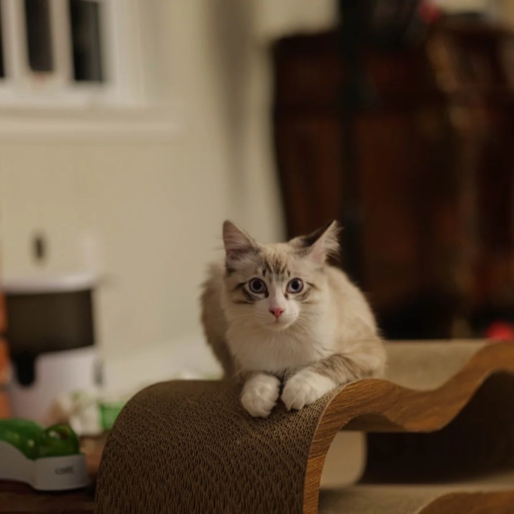 The Purr-fect Perch The Purr-fect Perch