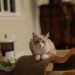 The Purr-fect Perch The Purr-fect Perch