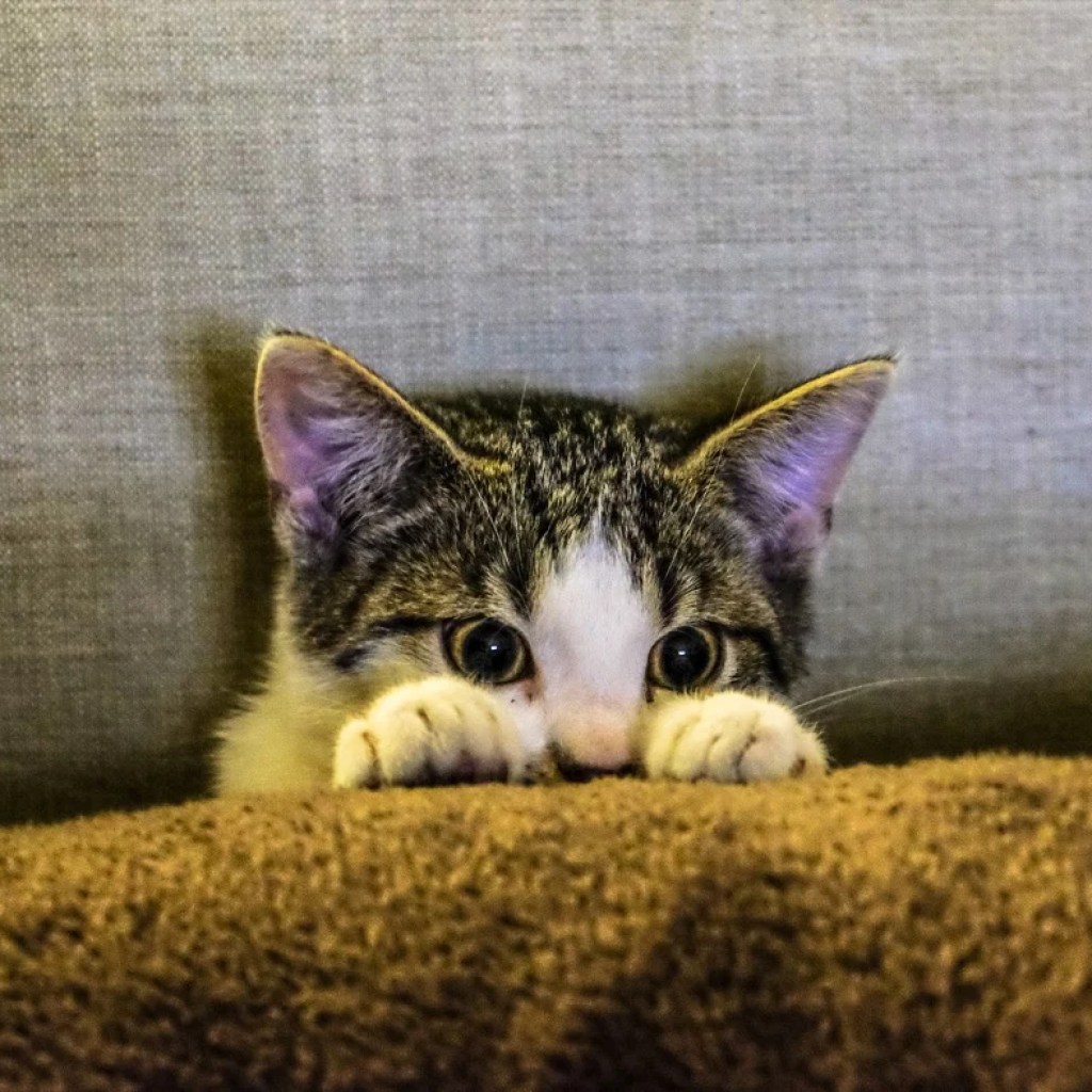 Peek-a-Boo Paws Peek-a-Boo Paws