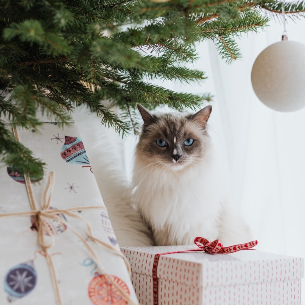 The Curious Christmas Cat The Curious Christmas Cat