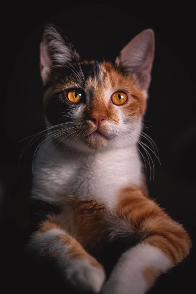 Calico Majesty Calico Majesty