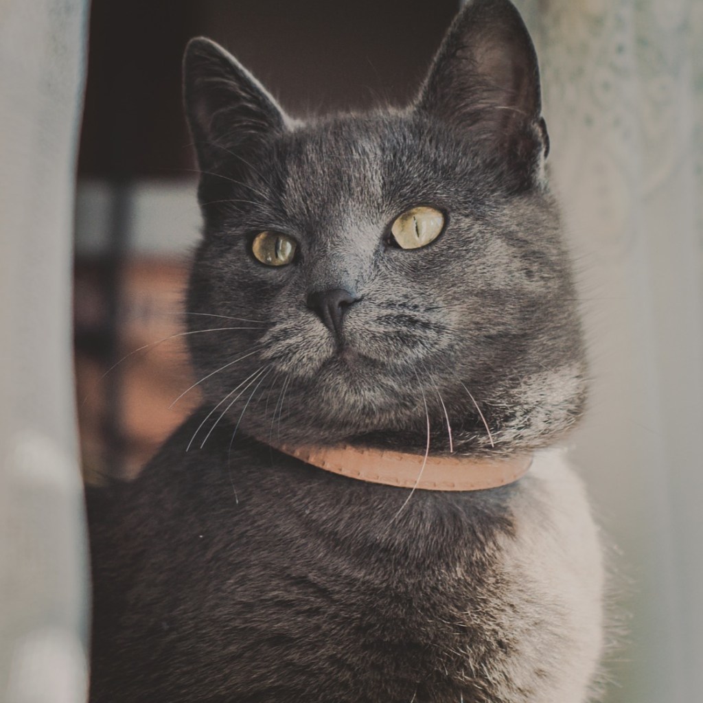 The Majestic Watcher The Majestic Watcher