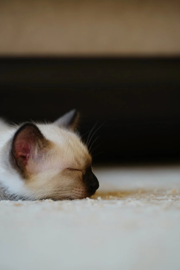 Dreams of Whiskers Dreams of Whiskers