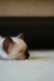 Dreams of Whiskers Dreams of Whiskers