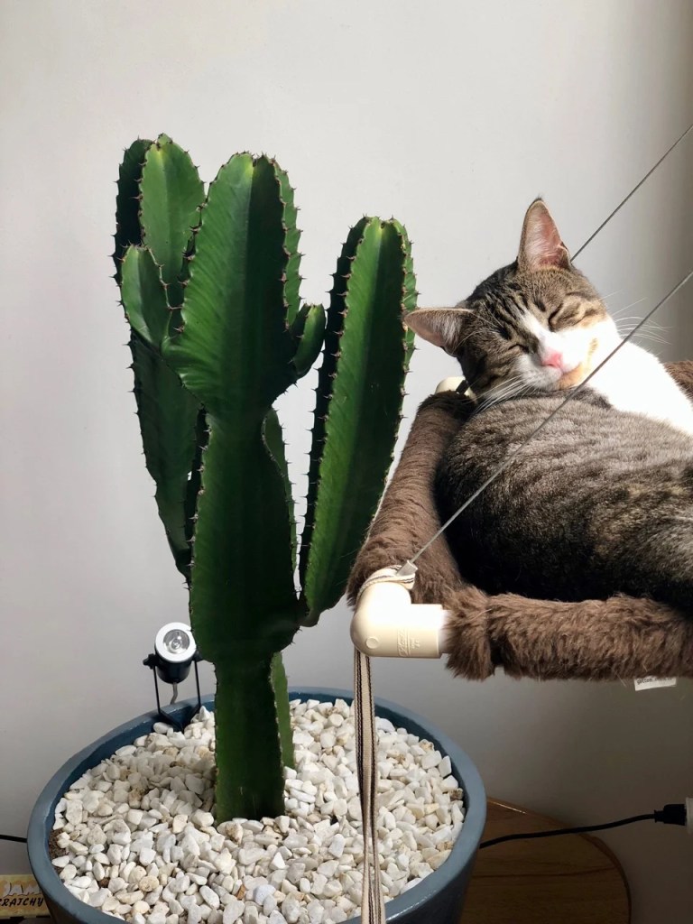 Purrfectly Prickly Nap Purrfectly Prickly Nap
