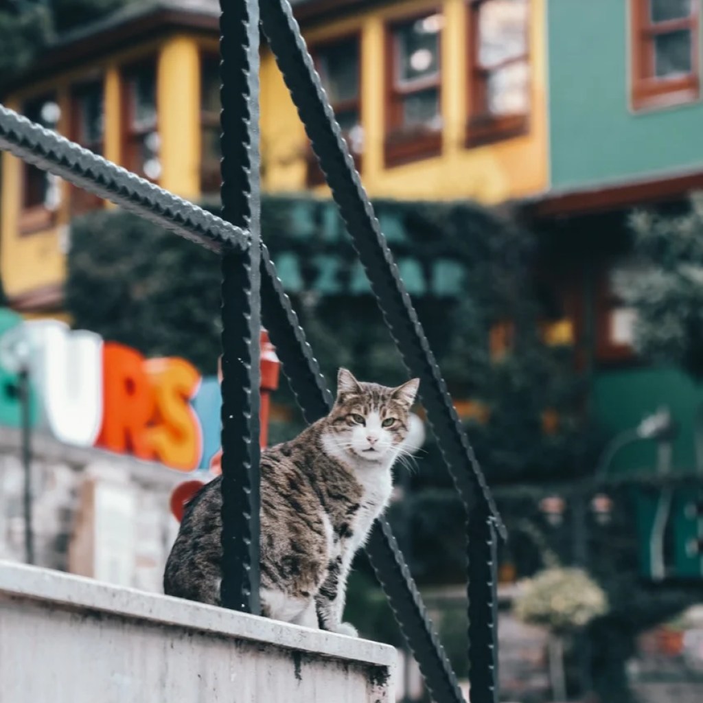 Whiskers in the Urban Jungle Whiskers in the Urban Jungle