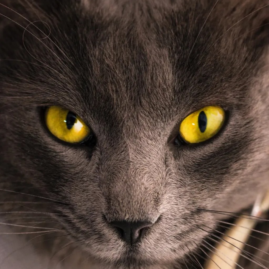 The Mystical Gaze The Mystical Gaze