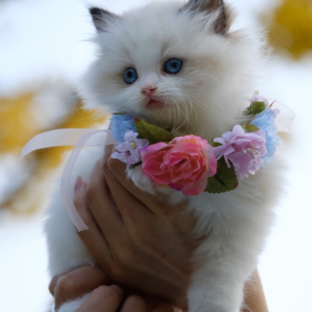 Floral Whiskers Floral Whiskers