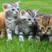 Kitten Adventure Squad Kitten Adventure Squad