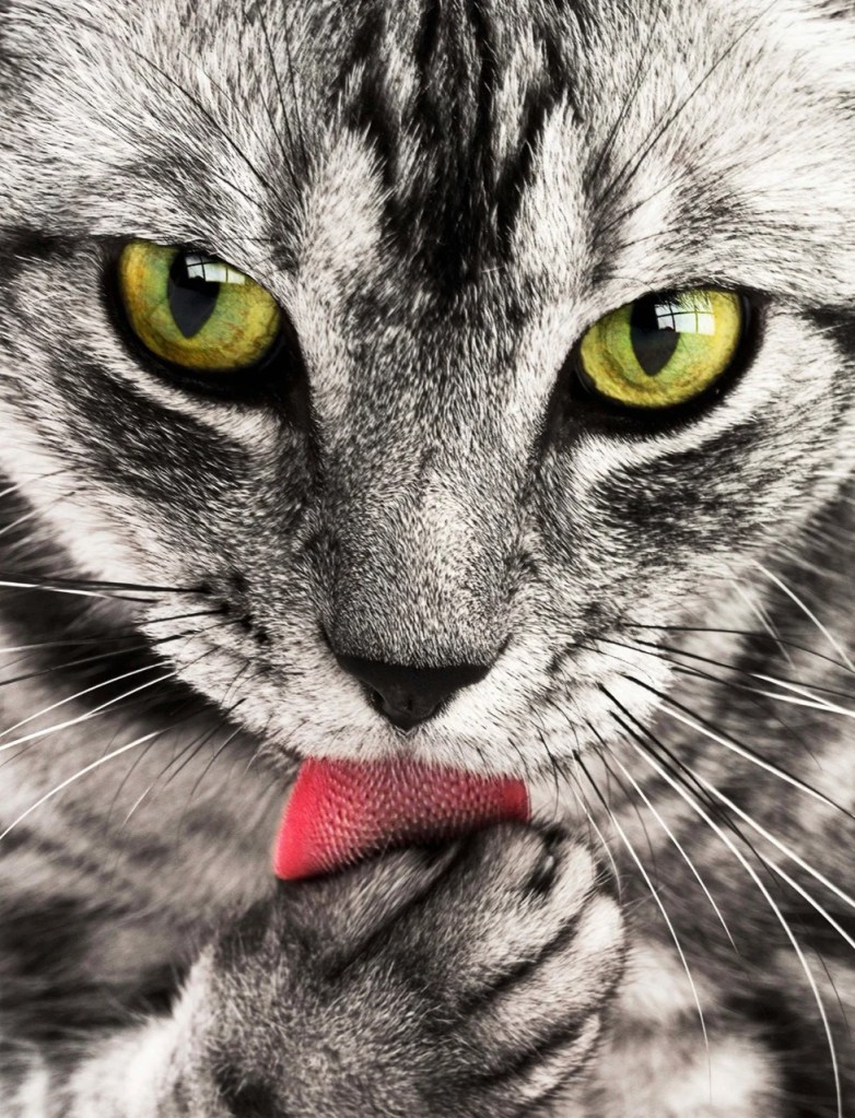 The Purrfect Focus The Purrfect Focus