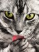 The Purrfect Focus The Purrfect Focus