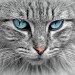 Mysteries in Blue Mysteries in Blue