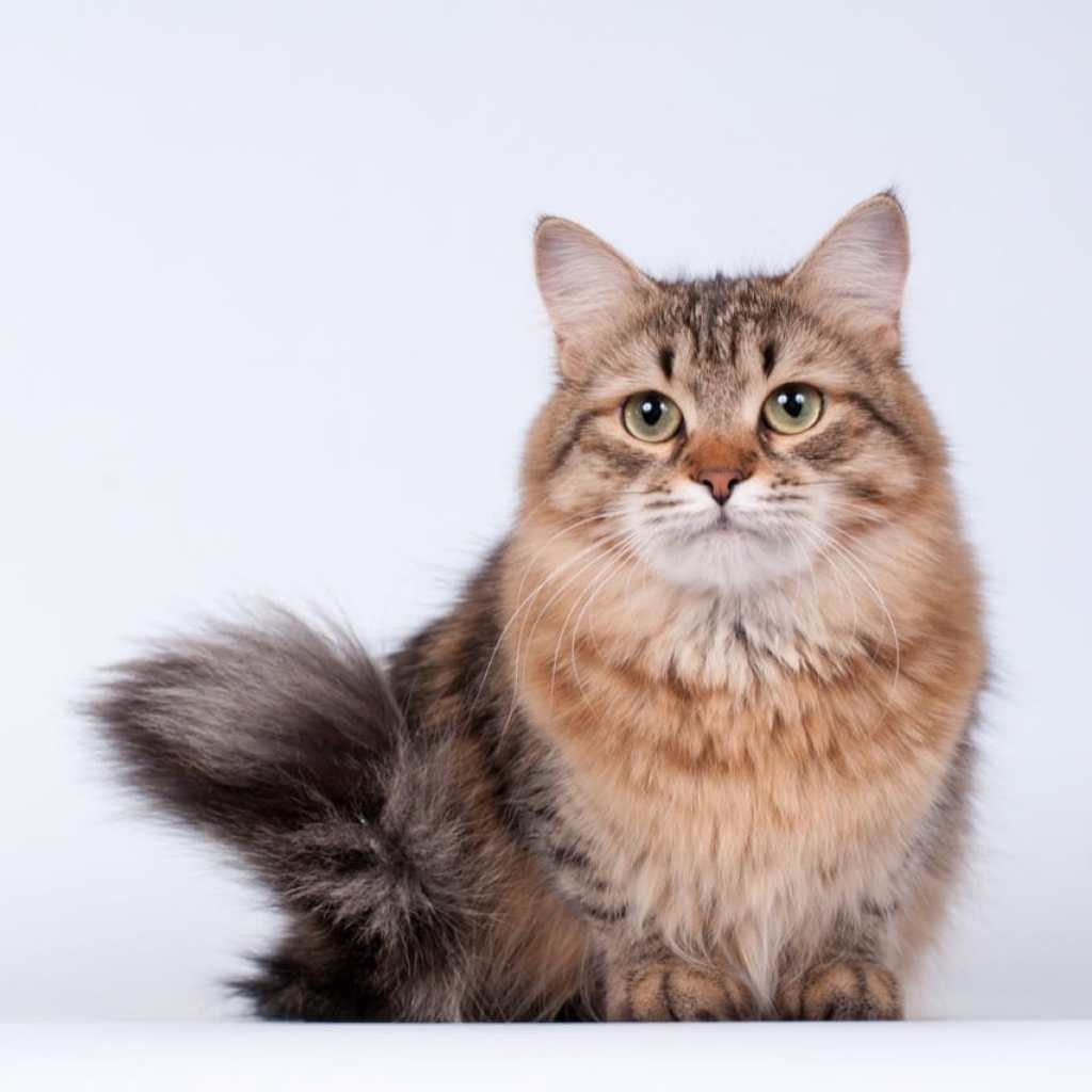 The Fluffy Philosopher The Fluffy Philosopher