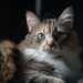 The Curious Cat Conundrum The Curious Cat Conundrum