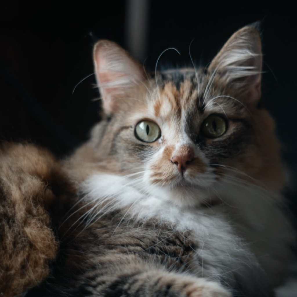 The Curious Cat Conundrum The Curious Cat Conundrum