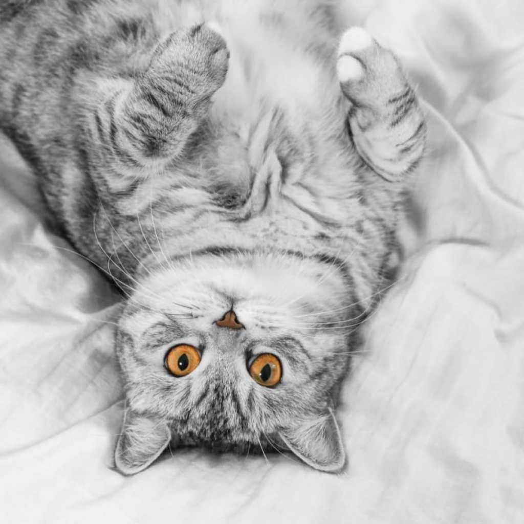 Whiskers of Serenity Whiskers of Serenity