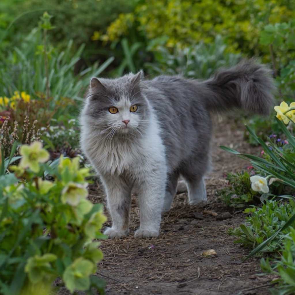 Garden Explorer Garden Explorer