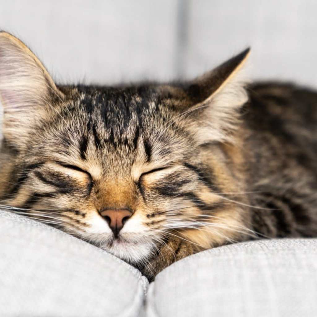 Dreaming in Feline Serenity Dreaming in Feline Serenity