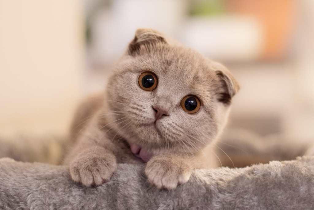 Curiosity in Amber Eyes Curiosity in Amber Eyes