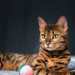 Regal Playtime Regal Playtime