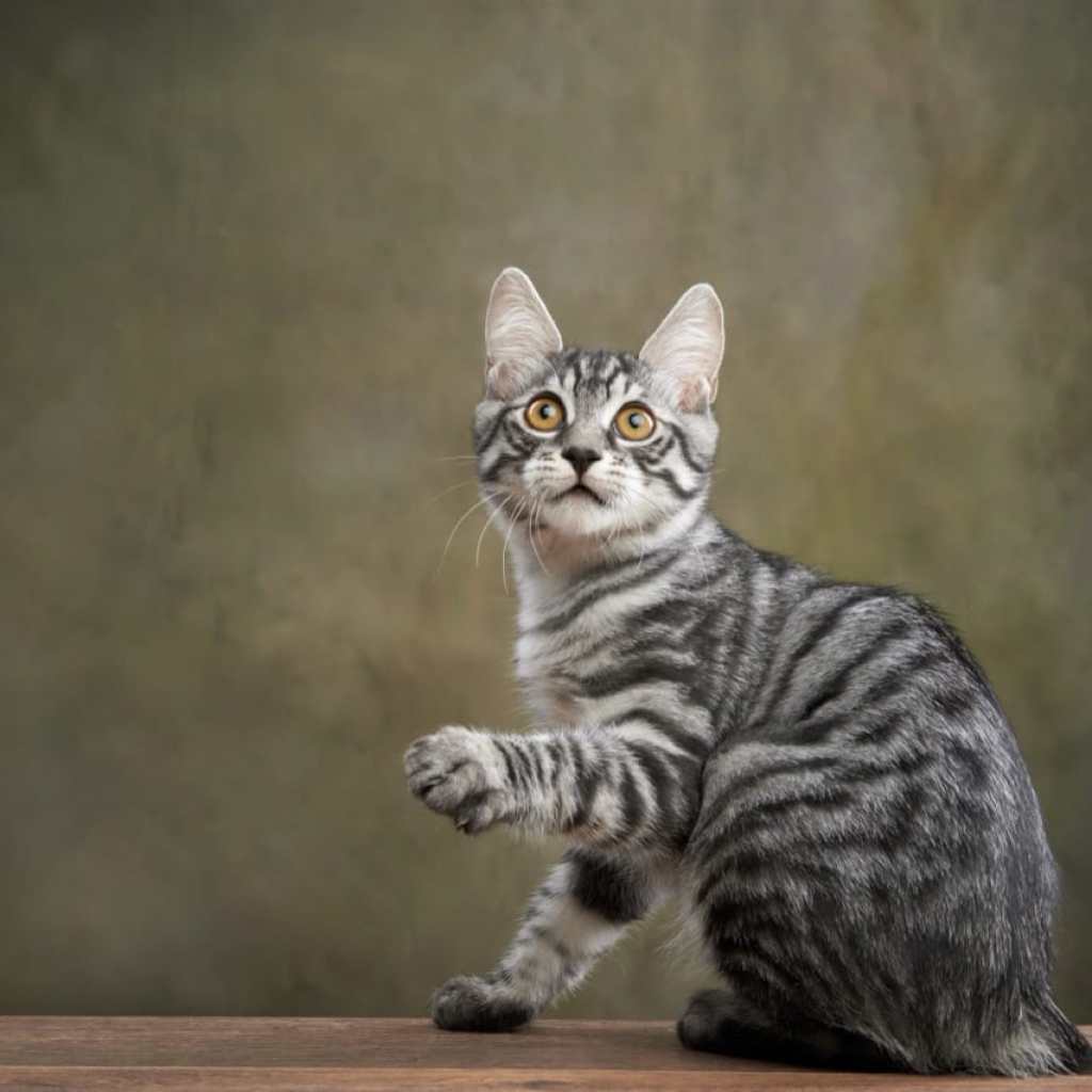 The Paw-sitive Pause The Paw-sitive Pause