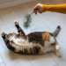 The Playful Moment The Playful Moment
