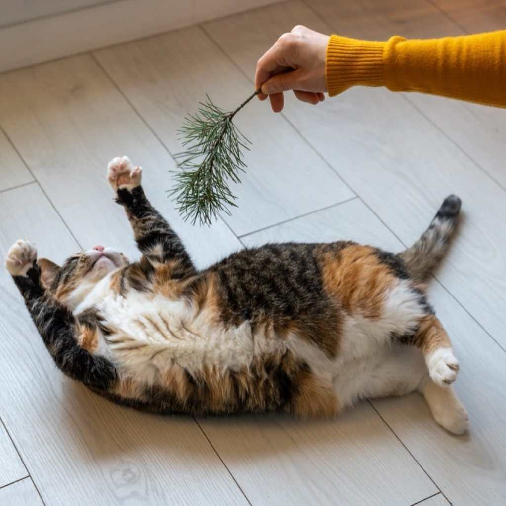 The Playful Moment The Playful Moment