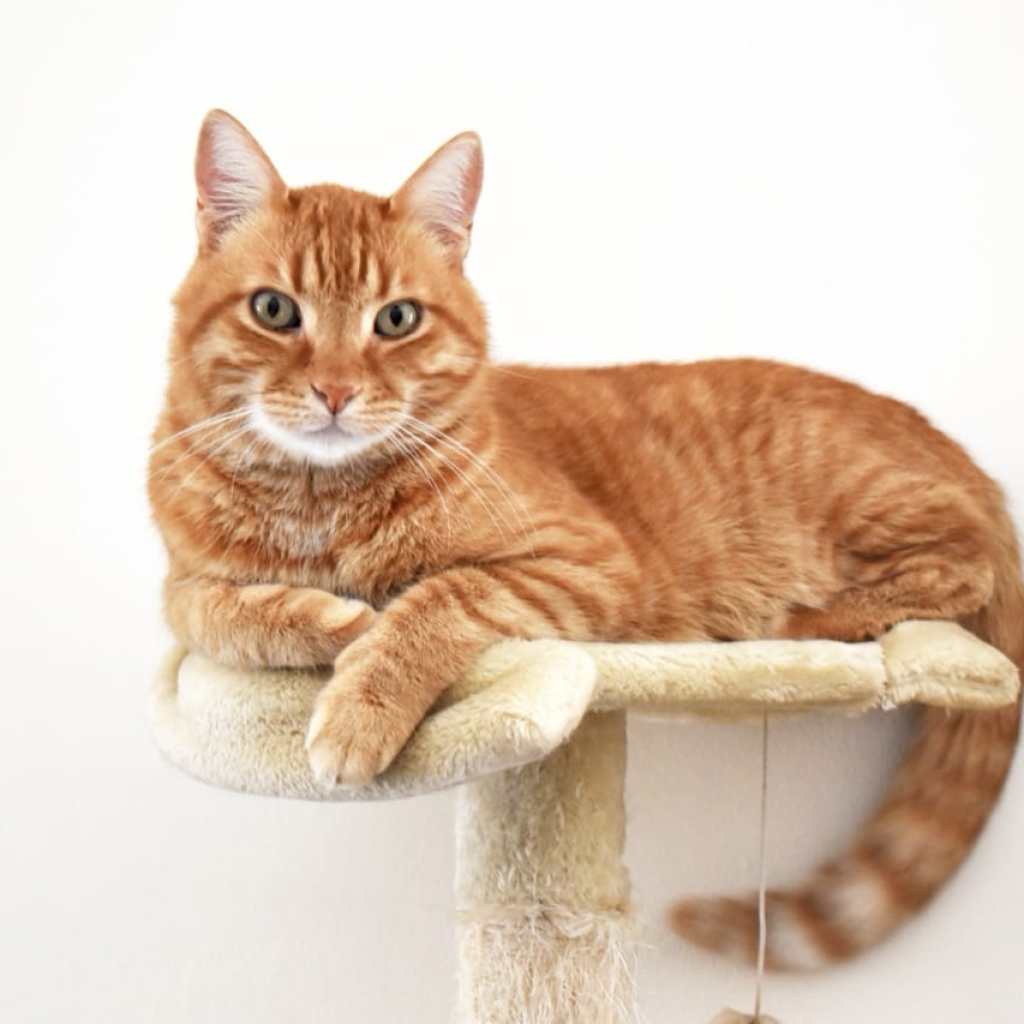 The King of Cat Towers The King of Cat Towers