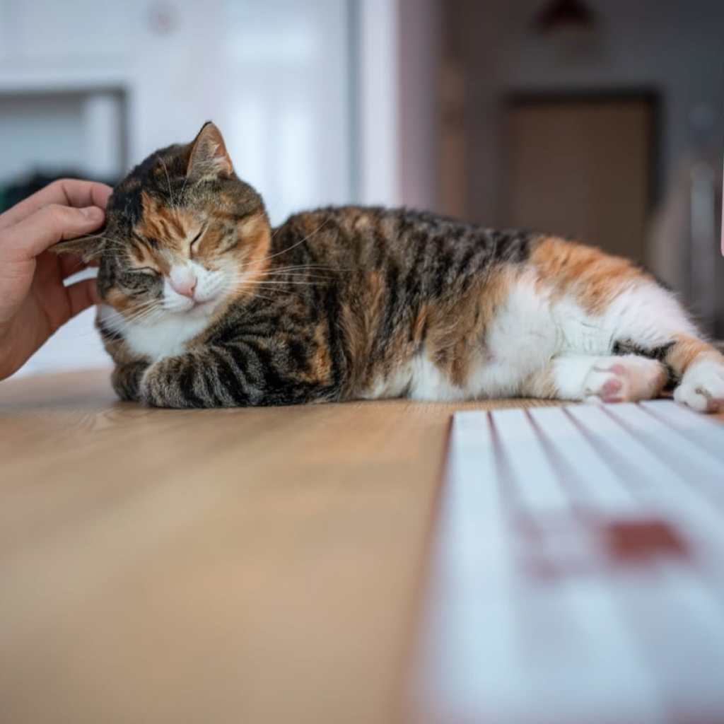 The Cozy Office Companion The Cozy Office Companion